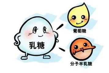 乳糖酶是什么？？？？缺乏乳糖酶有四大危害！！